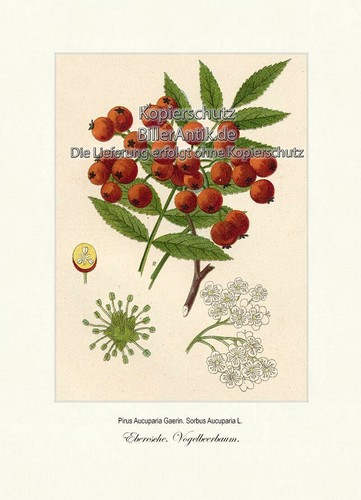 Eberesche vogelbeerbaum pirus - vogelbeerbaum,