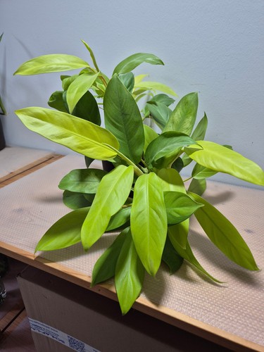 Philodendron lemon lime - philodendron, lime'