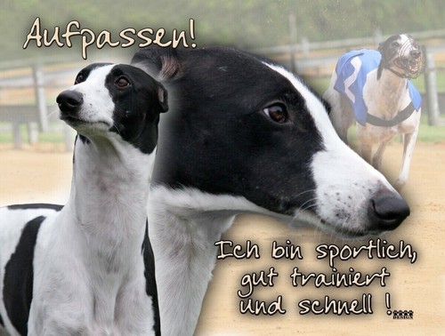 Greyhound windhund - greyhound,