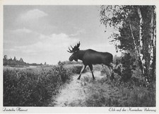 Ansichtskarte Elch, Kurische Nehrung, Litauen, Russland