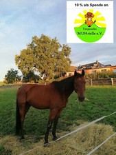 50 Liter Pferdeäpfel Pferdemist Pferdedung Biodünger Naturdünger Blumendünger