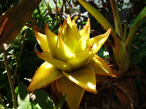 Winterharte lotus - 2,
