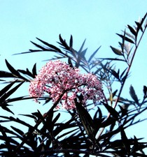 Schwarzer Holunder Cherry