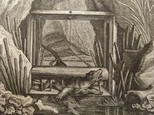 Ridinger - Fisch-Otter Falle