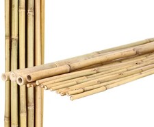 Bambusrohr Tonkin 200cm natur