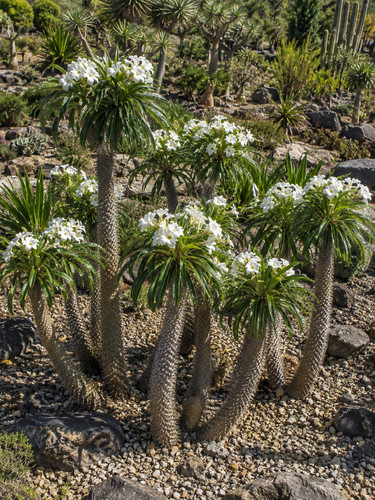 Pachypodium lamerei samen - pachypodium, lamerei,