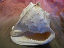 Cassis cornuta sturmhaube - cassis,
