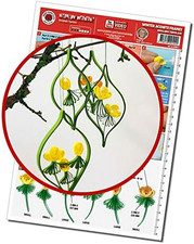 Quilling Vorlage Erantis Rahmen Papier Basteln Deko