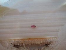 Echter Rubin oval Cabochon