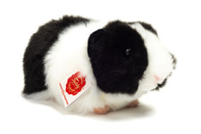 Meerschweinchen Teddy Hermann