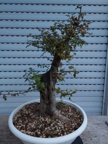 Pre bonsai crataegus - pre,