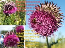 Nickende Distel, Carduus nutans, musk thistle, 80 seeds, samen, Wildbienen
