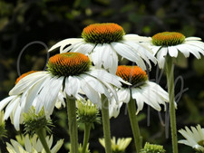 200 Samen Weißer Sonnenhut