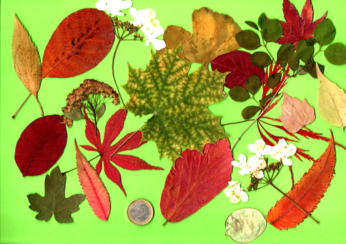 Herbarium gepresste blätter - herbarium,