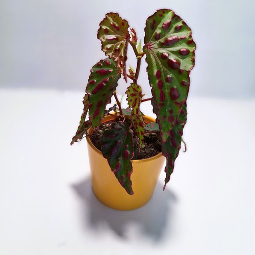 Begonia pink dottie - begonia, ‘pink