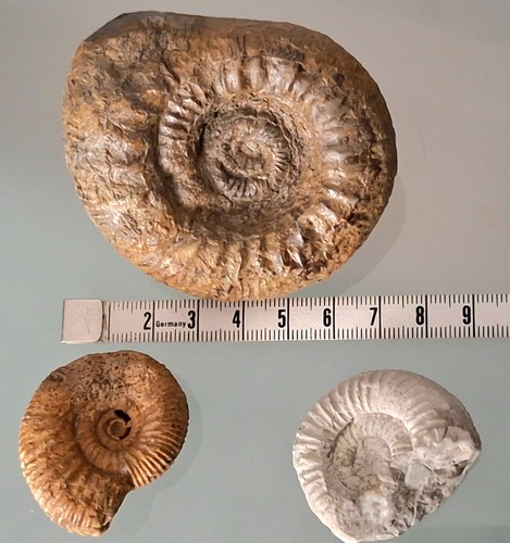 Wunderschöne ammoniten - 3,