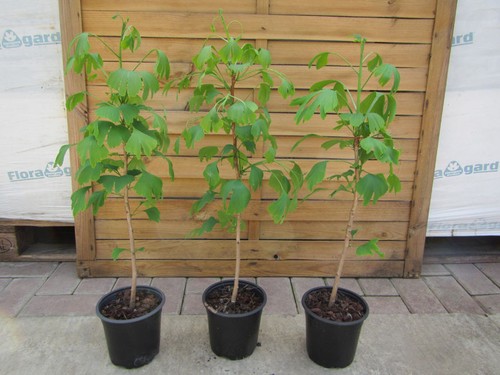 Ginkgo biloba baum - biloba,