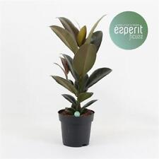 Gummibaum Ficus elastica