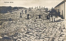 Ak Klipfisken tørres, Trockenfisch - 11378434