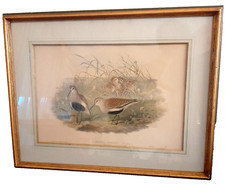 JOHN GOULD Original