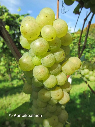 Vitis muscat weiß gelbe - vitis,