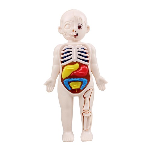 Menschlicher körper torso - menschlicher,
