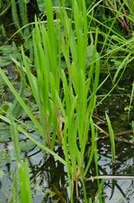 10 Pflanzen Wasserschwaden