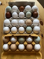 30 ausgeblasene echte Eier Hühnereier Bunt 