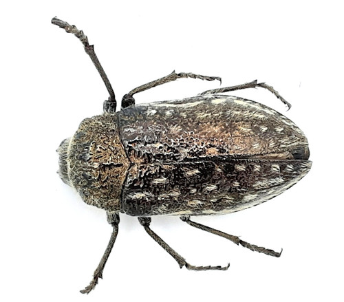 Buprestidae julodis a2 - buprestidae,, sp.,