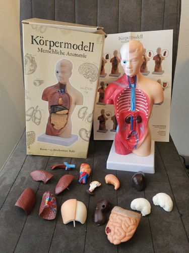 Körpermodell menschliche