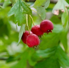 Crataegus azarolus -