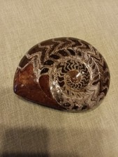 Ammonit Fossil poliert ca. 15
