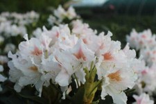1st. Rhododendron