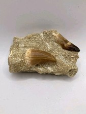 2 Mosasaurier Zähne in Matrix