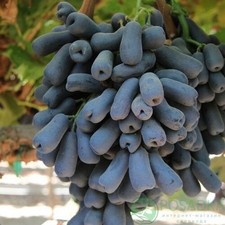 Kernlose weinrebe weintraube - kernlose,