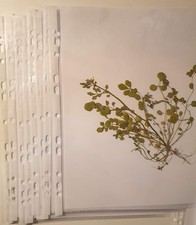 Pflanzen für Herbarium