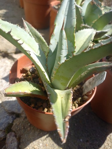 Agave titanota black and - agave,