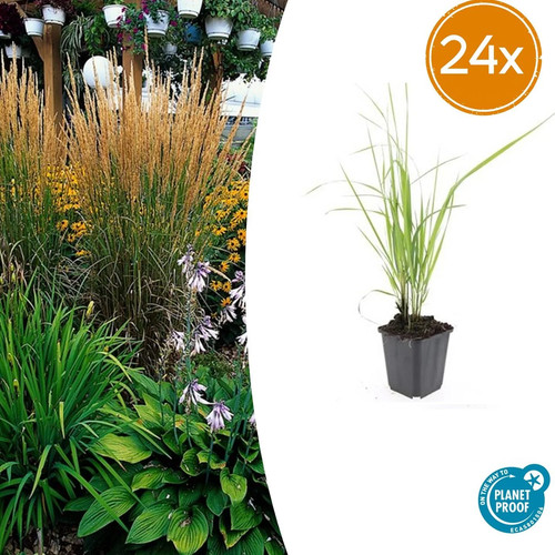 Calamagrostis acut karl - calamagrostis, 'karl
