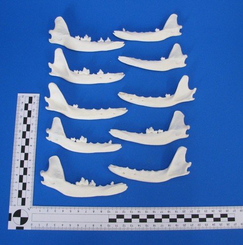 10er pack kieferknochen - pack,