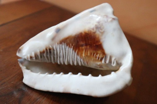 Alter muschelhelm hornu cassis - muschelhelm,