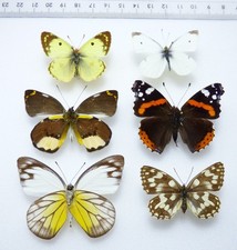 ENTOMOLOGIE, SCHMETTERLING: 6