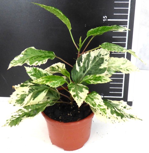 Hibiscus rosa sinensis - -,