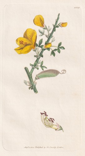 Spartium scoparium ginster - spartium,