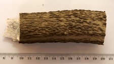 Geweihreste zum Basteln