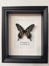 Echter schmetterling papilio - echter,