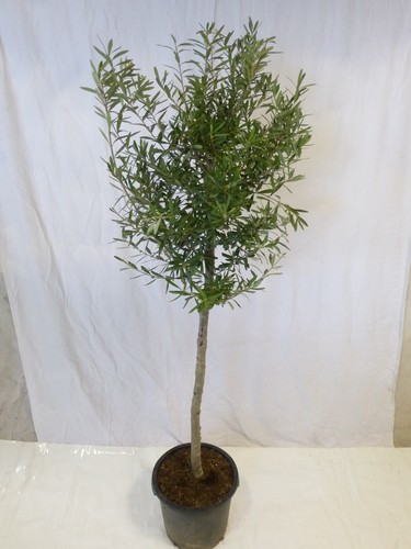 Palmenlager xl olivenbaum - [palmenlager],