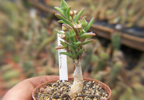 Delosperma bosseranum topf - , im