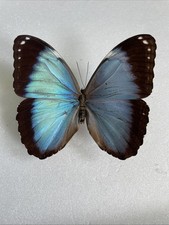 Entomologie*Morpho helenor sp