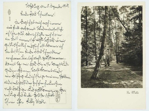 Foto im walde - (a2720),