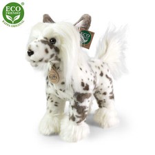 Chinesischer Schopfhund H=26